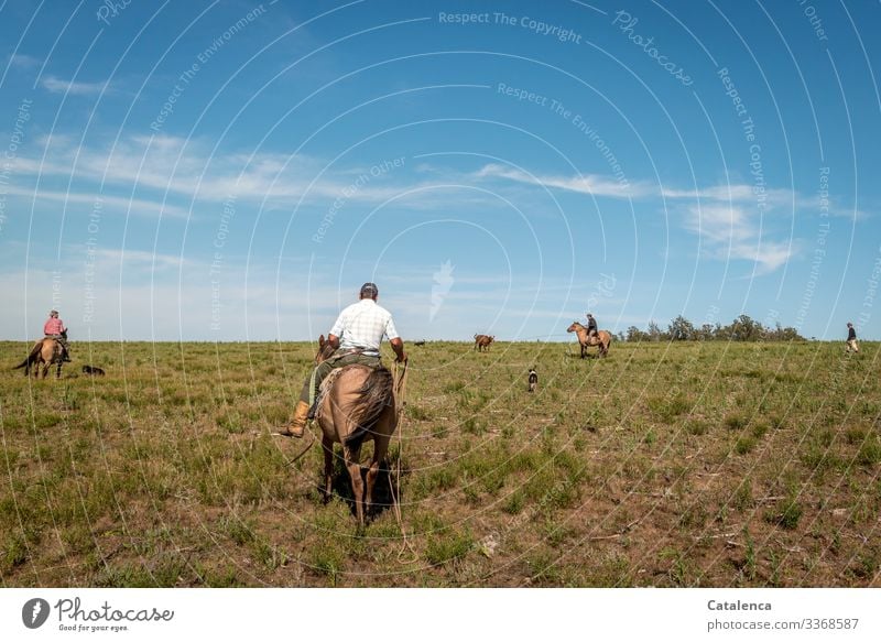 Vier Gauchos und drei Hunde gegen ein Rind am Lasso Reiter Pferde Wiese Weide Gras Himmel Sommer Horizont Landschaft Natur Schönes Wetter Nutztier