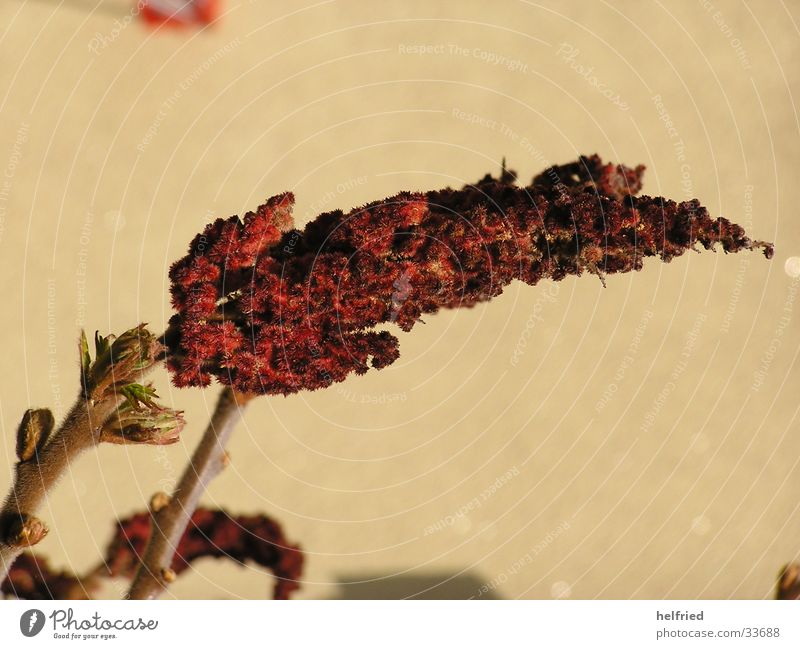 Rhus typhina anacardiaceae Essigbaum Blüte Frühling Garten Natur