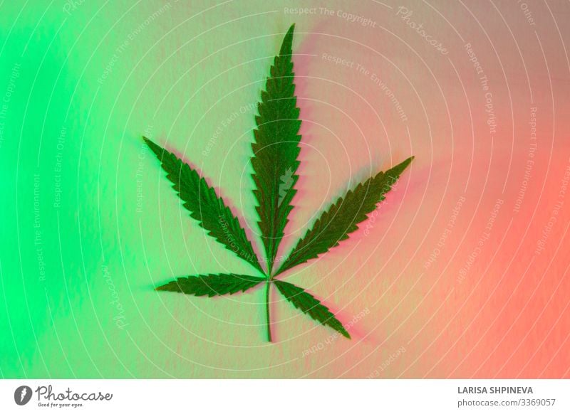 Blatt Cannabis, Marihuana auf glänzendem Neongrün-Rot Kräuter & Gewürze Design Medikament Natur Pflanze Gras hell modern natürlich rot Werbung Hanf Hintergrund