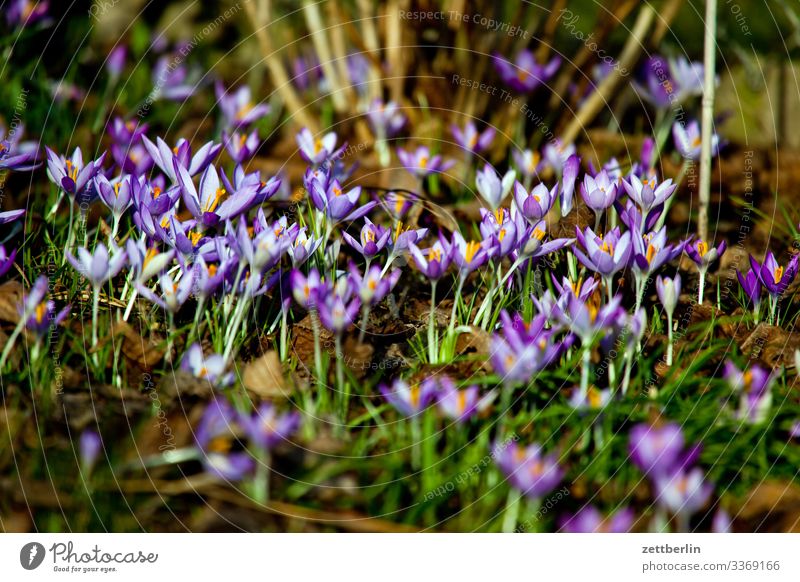 Crocus sativus Blume Blühend Blüte Garten Gras Schrebergarten Menschenleer Natur Pflanze Rasen ruhig Textfreiraum Tiefenschärfe Wiese Frühblüher