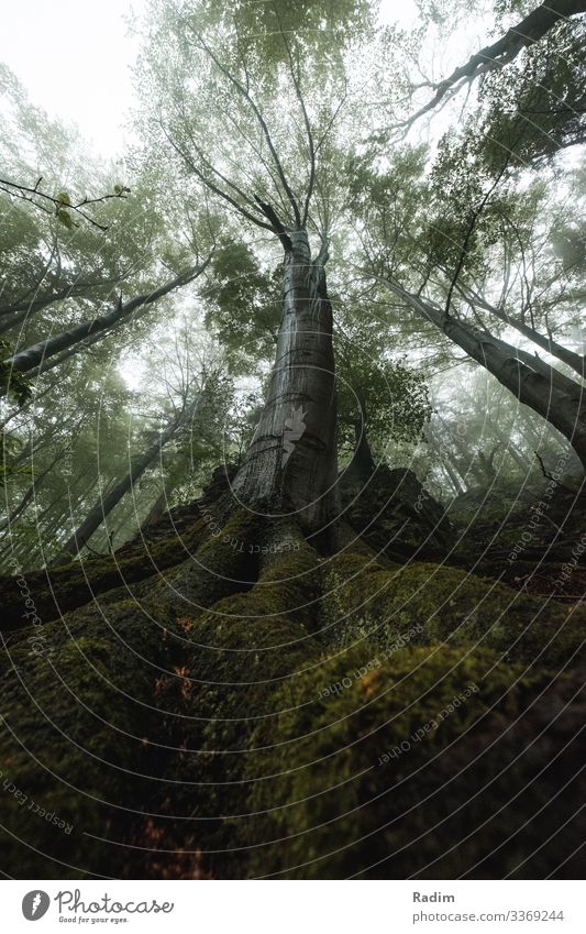 Mystische Eiche im tschechischen Wald mystisch mystischer Baum Nebel Eichenholz Eichenblatt grün Wurzeln frisch Frische Air neblig nebliger Wald Blatt Pflanze