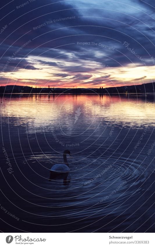 Schwanendämmerung Sonnenuntergang See Kitsch Vogel Natur Tier Wasser Außenaufnahme