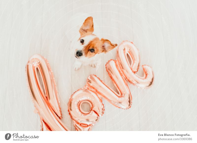 Porträt eines süßen kleinen Jack-Russell-Hundes zu Hause mit einem LOVE-Ballon daneben. Valentines-Konzept Luftballon Liebe Valentinsgruß Februar 14 Schnauze