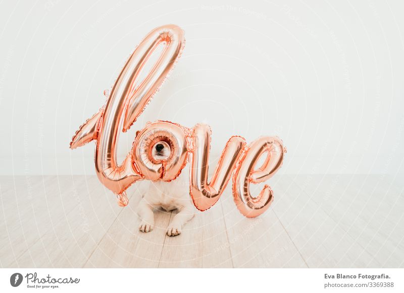 Porträt eines süßen kleinen Jack-Russell-Hundes zu Hause mit einem LOVE-Ballon auf der Schnauze. Valentines-Konzept Luftballon Liebe Valentinsgruß Februar 14