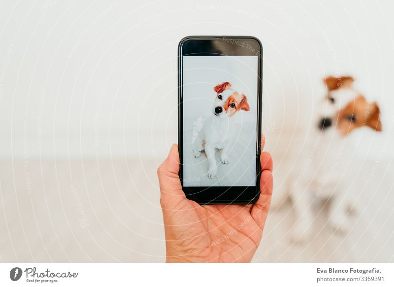 Unkenntliche Frau, die mit dem Handy ein Foto von dem süßen Hund Jack Russell zu Hause macht. Technologie und Haustier-Konzept jack russell Bild Bildschirm