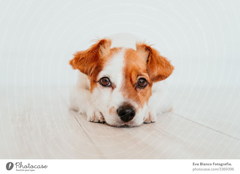 Porträt eines süßen, kleinen Jack-Russell-Hundes, der auf dem Boden liegt. Liebenswerter Hund zu Hause jack russell heimwärts im Innenbereich niedlich schön