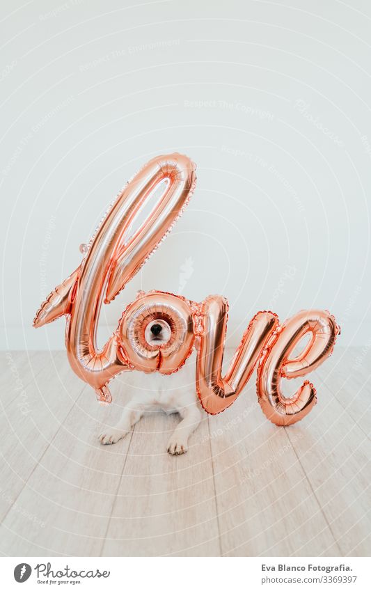 Porträt eines süßen kleinen Jack-Russell-Hundes zu Hause mit einem LOVE-Ballon auf der Schnauze. Valentines-Konzept Luftballon Liebe Valentinsgruß Februar 14