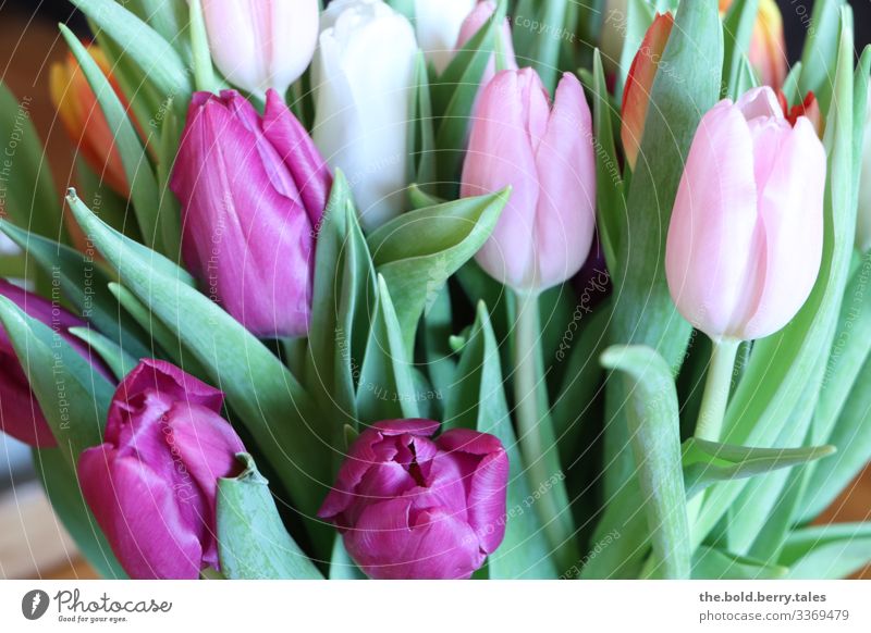 Tulpen lila-rosa Pflanze Frühling Blume Freundlichkeit Fröhlichkeit schön natürlich positiv grün violett Lebensfreude Frühlingsgefühle Optimismus Farbfoto