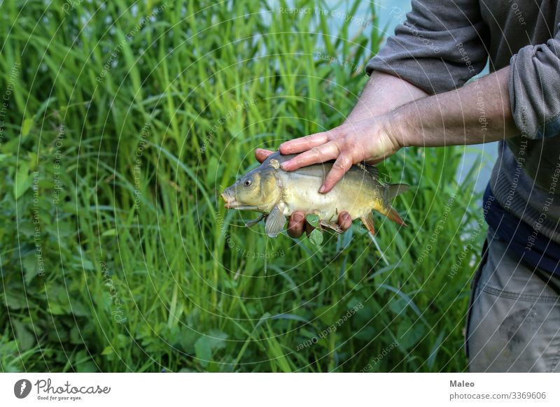 Fischer zeigt einen gefangenen Fisch Tier Köder Camping Karpfen Gebiss Angeln frisch Süßwasser Gras Hand Freizeit & Hobby Haken Mensch See Mann Natur Teich