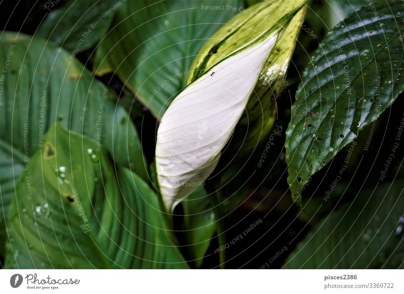 White Anthurium leaf spotted in the Curi-Cancha Reserve Sommer Natur Pflanze gelb organic planen orange nutrition natural ripe season white vegetable sweet