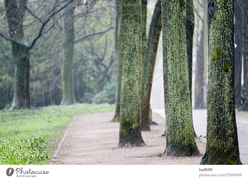 neblige Parklandschaft mit nassen moosigen Baumstämmen und Weg Natur Landschaft Frühling schlechtes Wetter Nebel Regen Gras Wege & Pfade ästhetisch authentisch