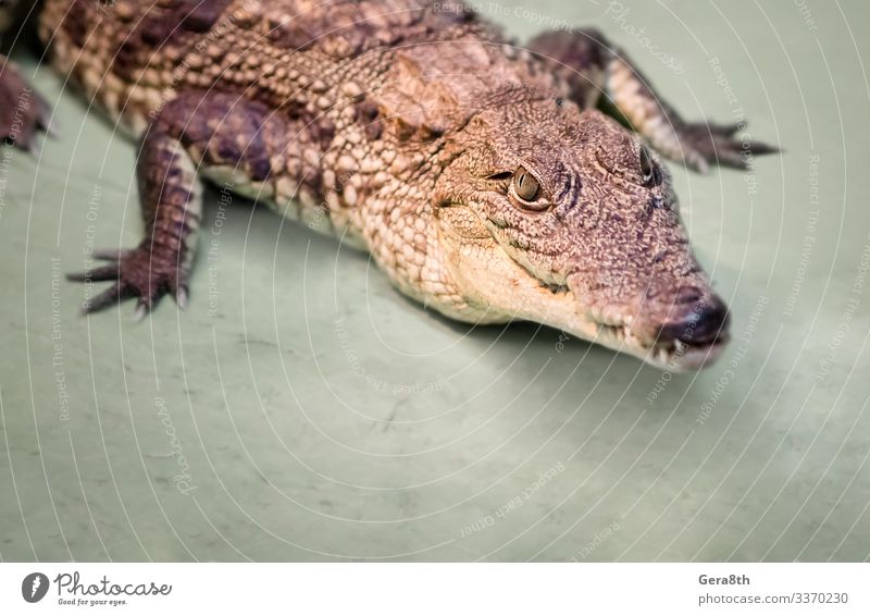 Krokodilkopf isoliert in Nahaufnahme auf grünem Hintergrund exotisch Haut Mund Zähne Zoo Natur Tier Leder wild gefährlich Farbe Alligator groß fleischfressend