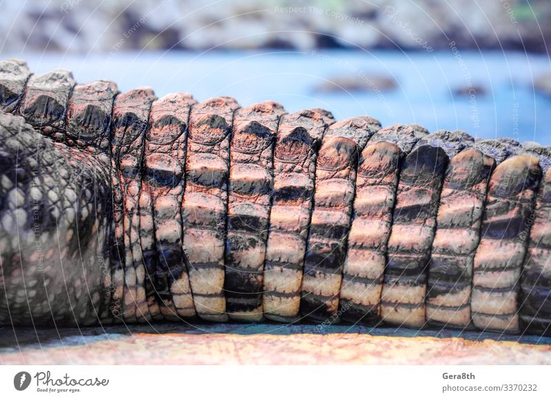 Krokodilschwanz auf dem Hintergrund des Flusses exotisch Körper Haut Zoo Natur Tier Leder wild gelb grün gefährlich Farbe Alligator groß fleischfressend