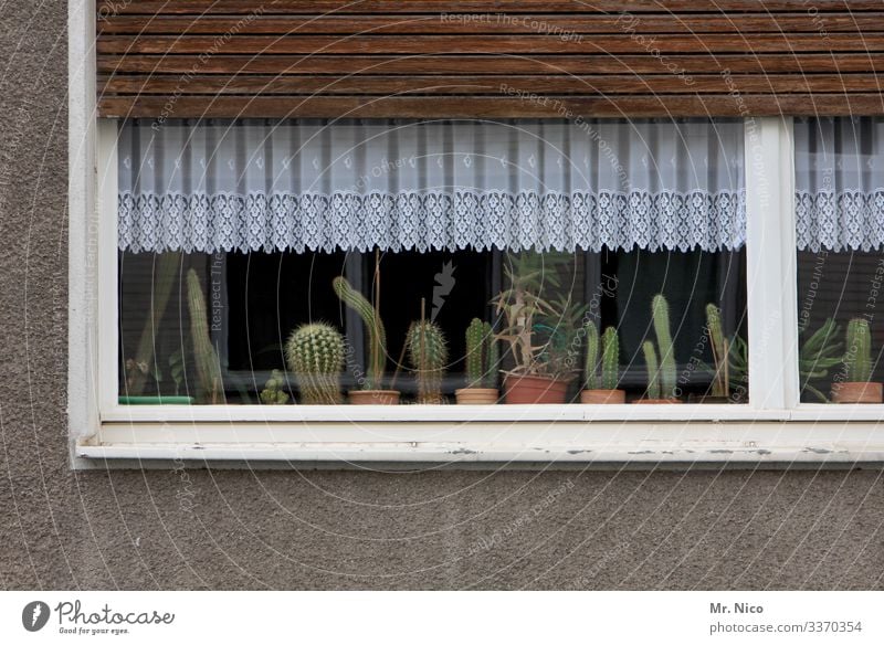 Kakteen auf der Fensterbank Kaktus kaktuspflanze Pflanze Häusliches Leben Gardine Haus Wohnung Vorhang Dekoration & Verzierung Fensterbrett Stillleben grün