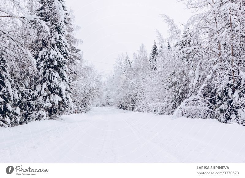 Verschneite Strasse im winterlichen Frostwald schön Ferien & Urlaub & Reisen Winter Schnee Natur Landschaft Himmel Wetter Schneefall Baum Park Wald Straße