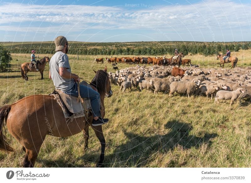 Ich bin doch ein Schaf denkt die Kuh und versteht nicht was die vier Reiter von ihr wollen Landwirtschaft Nutztier Tierhaltung Freilandhaltung Landarbeiter