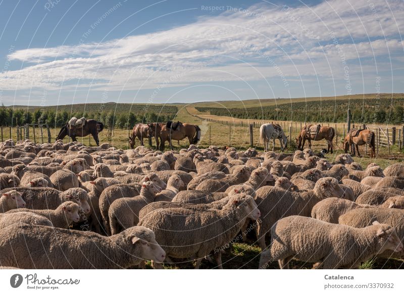 Die zusammengetriebenen Schafe im Pferch warten, Pferde grasen friedlich, und es ist schon heiß an diesem Sommermorgen Schafherde Nutztier Weide Grasland