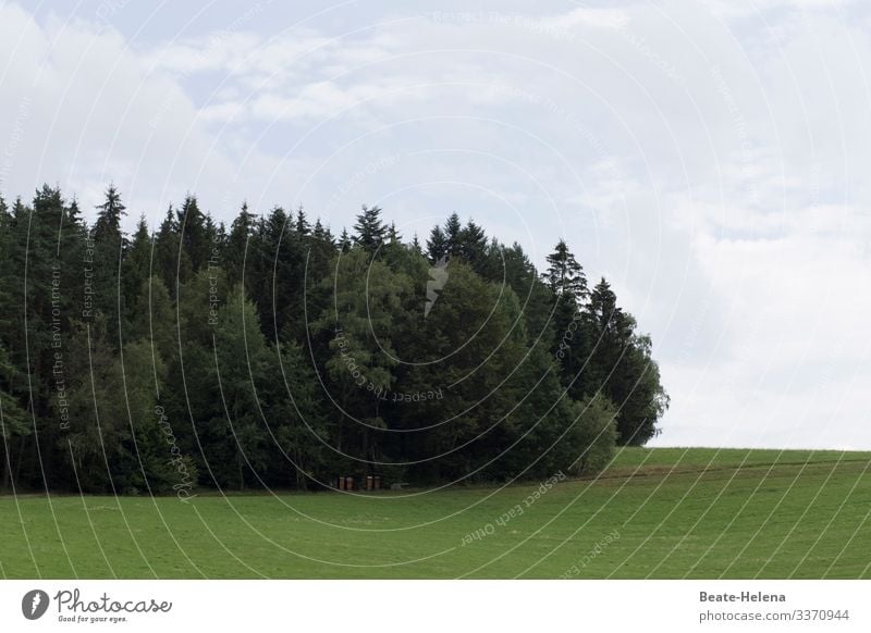 Bäume 2 Baum Wald Hain Waldrand grün Tannen Landschaft Waldlichtung Wiese Waldstimmung Ruhe Wipfel