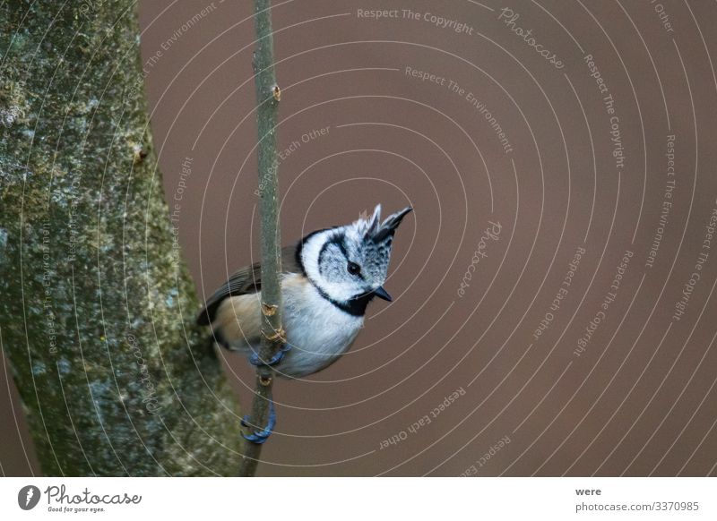 tit on a branch in the forest Winter Natur Tier Vogel Haubenmeise 1 trendy schön klein Winterbird animal bird feeding Branche branches cold copy space feathers