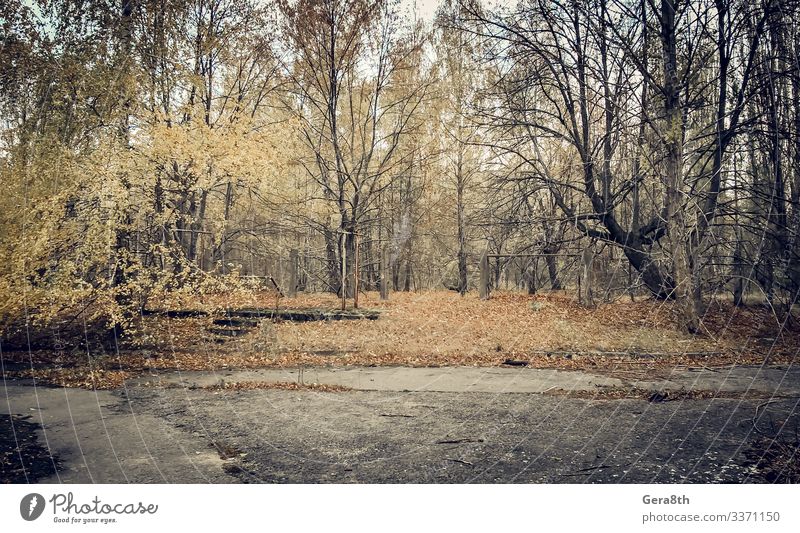 verlassener, leerer, verlassener Park Tschernobyl Ukraine Pflanze Herbst Baum alt trist gefährlich Umweltverschmutzung Zerstörung Verlassen verlassene Stadt