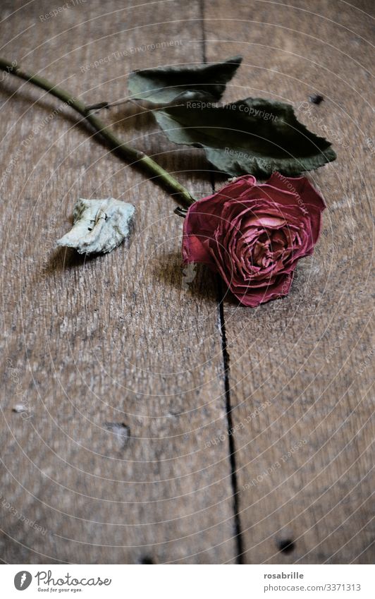 abgestorben | einzelne verwelkte rote Rose verwelken vergänglich Liebesbeziehung Liebeskummer Scheidung Trennung Streit Ehestreit Ehekrach Beziehung