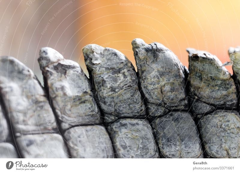 Alligator-Krokodil-Haut im Detail Nahaufnahme Natur Tier natürlich braun Farbe Alligatorenhaut Hintergrund schließen Krokodilhaut detailliert Faltenwurf live