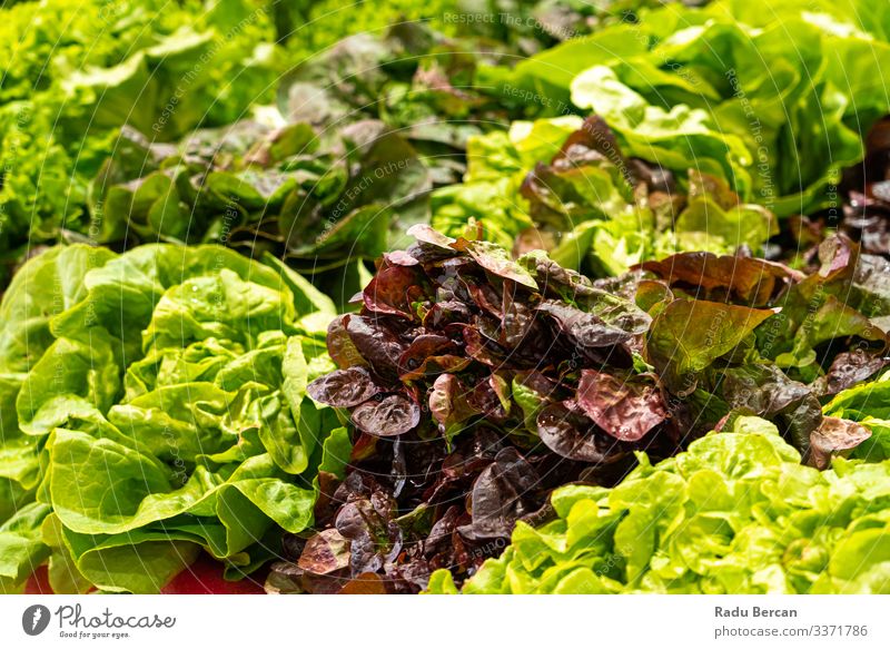 Frischer, grüner, gesunder und biologischer Salat auf dem Gemüsemarkt Markt Zutaten Diät roh produzieren Ernte kaufen Kohl pflanzlich kulinarisch Salatmischung