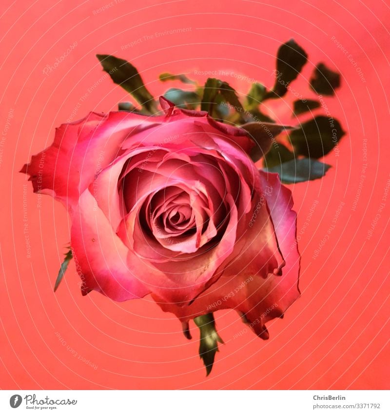 Rose Pflanze Blume Blüte ästhetisch außergewöhnlich rosa rot Liebe Reichtum Perspektive interessant Farbfoto Innenaufnahme Detailaufnahme Kunstlicht Romantik