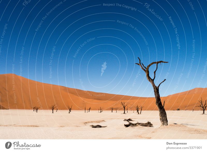 Hidden Vlei Natur Landschaft Sand Klima Klimawandel Baum Wüste verblüht dehydrieren trist trocken Ferien & Urlaub & Reisen Surrealismus Vergänglichkeit Zeit
