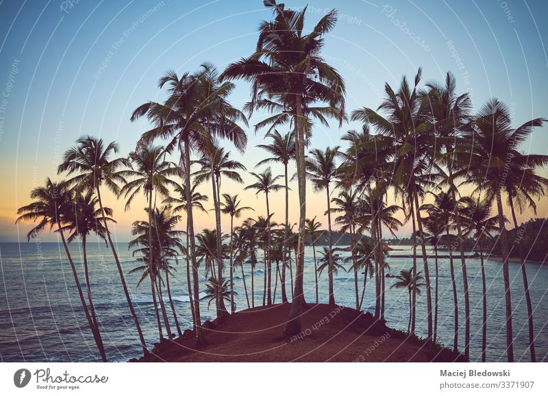 Tropischer Strand mit Kokosnusspalmen bei Sonnenaufgang. Erholung Ferien & Urlaub & Reisen Sommer Sommerurlaub Meer Insel Natur Landschaft Himmel Baum Hügel
