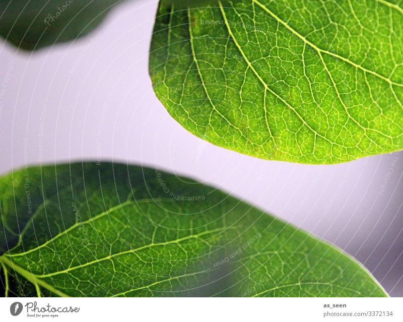Blätter Fliederbusch Blatt Blattadern Pflanze grün Makroaufnahme Natur Detailaufnahme Schwache Tiefenschärfe Menschenleer Farbfoto Nahaufnahme
