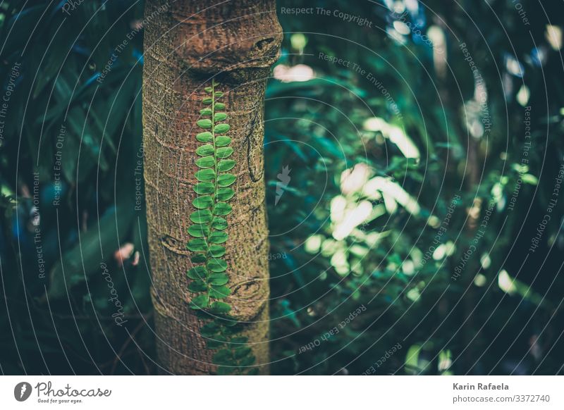 Anhänglich Umwelt Natur Pflanze Frühling Baum Farn Blatt Grünpflanze exotisch Urwald außergewöhnlich authentisch Gesundheit braun grün Idylle einzigartig Kraft