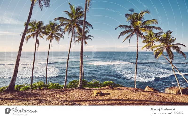 Tropischer Strand mit Kokosnusspalmen bei Sonnenaufgang. exotisch Ferien & Urlaub & Reisen Tourismus Ausflug Abenteuer Freiheit Sommer Sommerurlaub Sonnenbad