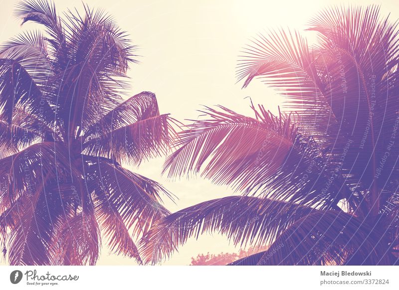Palmenblätter gegen die Sonne. exotisch Ferien & Urlaub & Reisen Sommer Sommerurlaub Strand Insel Natur Pflanze Himmel Baum Blatt Abenteuer Handfläche tropisch
