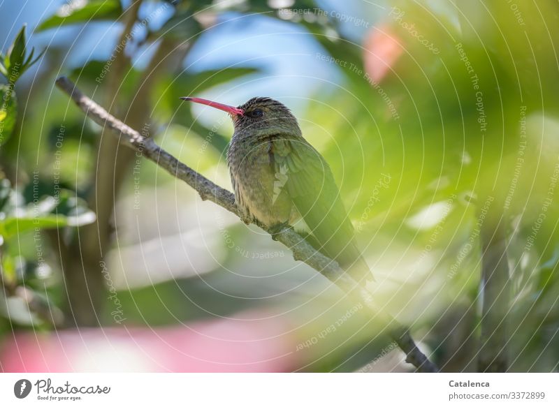 Ein Kolibri sitzt gut verborgen auf einem Ast und  überblickt sein Revier Vogel Tier Feder grün Schnabel Blick Ornithologie wild Natur Rosa Auge weiß klein