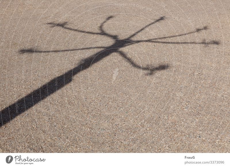 Baumschatten feiner Kies Schatten Licht Sonnenlicht geschnitten Platane schräg Frühling Schönes Wetter