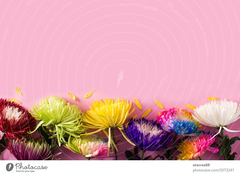 Vielfalt an farbenfrohen Frühlingsblumen arome sortiert schön Beautyfotografie Blume Überstrahlung Blüte Blumenstrauß hell Farbe mehrfarbig Gänseblümchen Tag