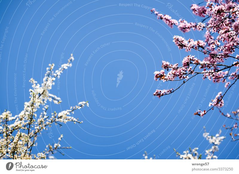 Kirschblüte Pflanze Himmel Wolkenloser Himmel Frühling Schönes Wetter Baum Blüte Zierkirsche Park Blühend blau rosa weiß Frühlingsgefühle Kirschblüten