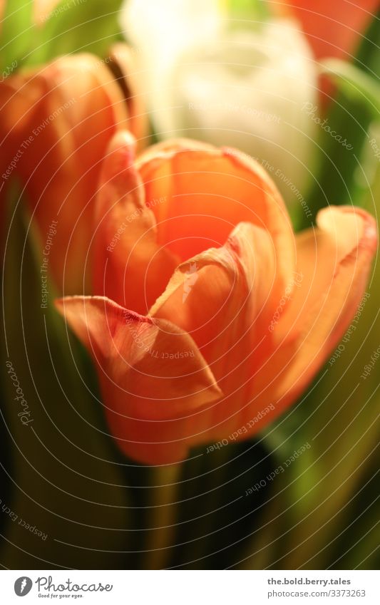 Tulpe orange Pflanze Frühling Blume Blüte Freundlichkeit Fröhlichkeit frisch schön grün Lebensfreude Frühlingsgefühle Farbe Freude Optimismus Farbfoto