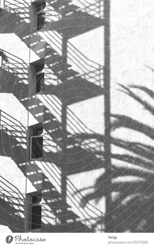 Schattenwurf einer Treppe und einer Palme an einer weißen Fassade mit Fenstern Baum Mauer Wand Treppengeländer außergewöhnlich eckig einzigartig grau schwarz