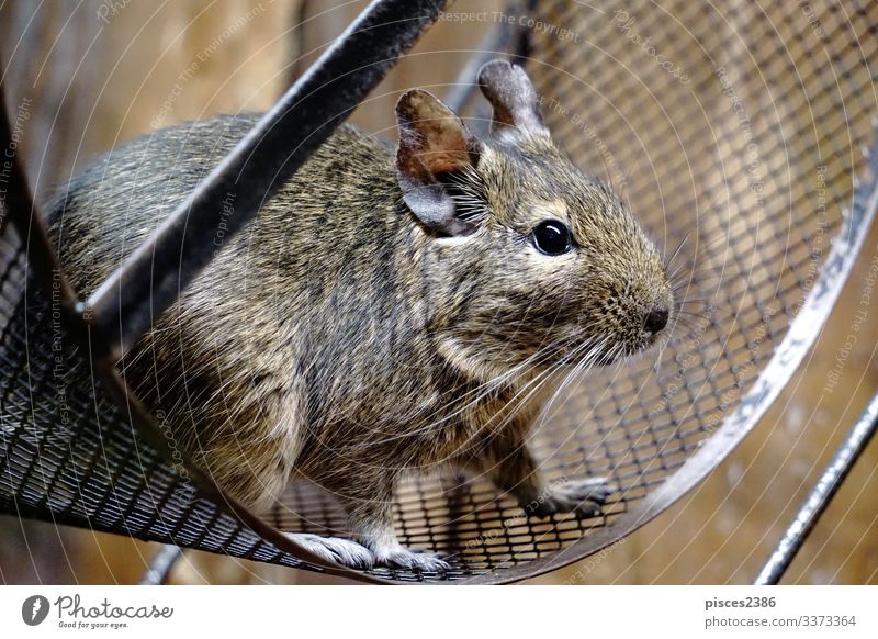 Degu sitting in wheel Blick octodon degus mammal rodent bead Chile pet cage hair cute little nose looking brown rat sweet ear head domestic hairy furry paws