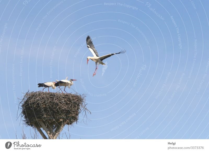 abgehoben | zwei Weißstörche stehen geduckt im Nest während ein dritter aus der Luft angreift Umwelt Natur Tier Wolkenloser Himmel Frühling Schönes Wetter