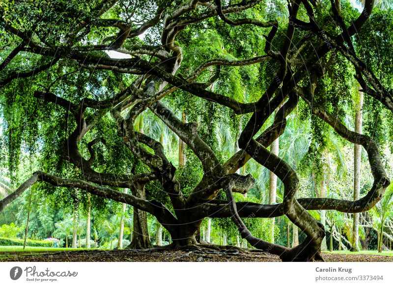 Ein Baum voller Verwirrung, Verästelung, Kraft und Stärke Leben harmonisch Erholung Meditation Spa Umwelt Natur Urelemente Erde Klima exotisch Urwald bezahlen