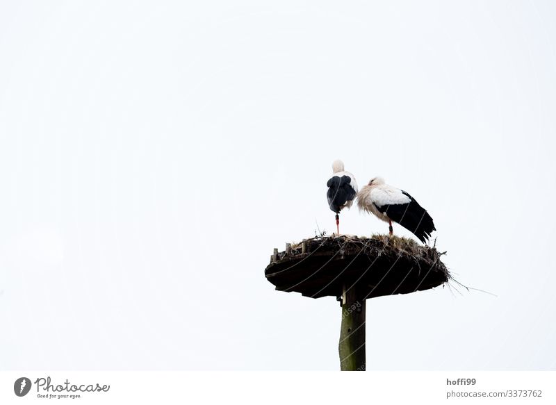 zwei Störche auf einem Bein im Nest Natur Himmel Frühling Vogel Storch 2 Tier Tierpaar Horst beobachten berühren stehen warten Häusliches Leben Beginn