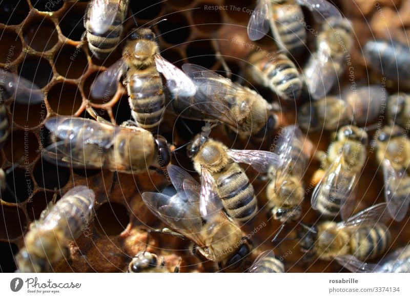 viele summende Bienen arbeiten fleißig auf einer Honigwabe | Geräusch Bienenstock Honigbiene Wabe Bienenwaben Tier Nutztier Insekt Imkerei