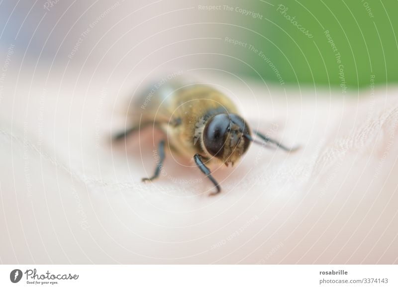 lebensnotwendig | für die Erbgutverbreitung eines Bienenvolks: der Drohn männlich männliche Biene Augen groß große Augen klein Stachel harmlos Tier Insekt