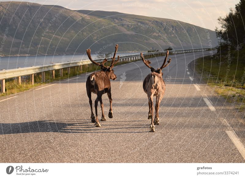 Reindeer Walk - Zwei Rentier-Brüder laufen auf der Strasse in Skandinavien Lifestyle Stil Ferien & Urlaub & Reisen Tourismus Ausflug Abenteuer Sommer Meer Tier