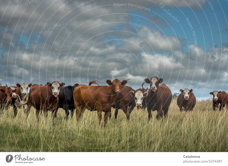 Neugierige Rinderherde im hohem Gras, Wolken stehen am Himmel Rinderhaltung Kühe schauend Grasland Tierporträt Starke Tiefenschärfe Außenaufnahme nachhaltig