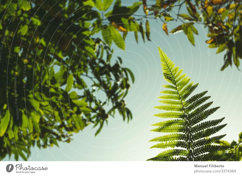 Farn in den Bäumen Wurmfarn Brillanz grün Blatt Glanz Tagesanbruch Illumination Ökologie Vegetation Finger glühend Strahlkraft solar Sonnenstrahlen Amazonas