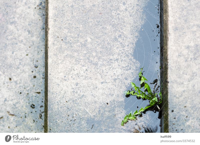 grüner Löwenzahn zwischen zwei nassen Stufen im Regen Park Löwenzahnpflanze nasses Grün schmierige Schritte Nassreflexion Reflexion & Spiegelung Pflanze Natur